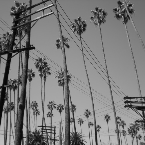 07-palms