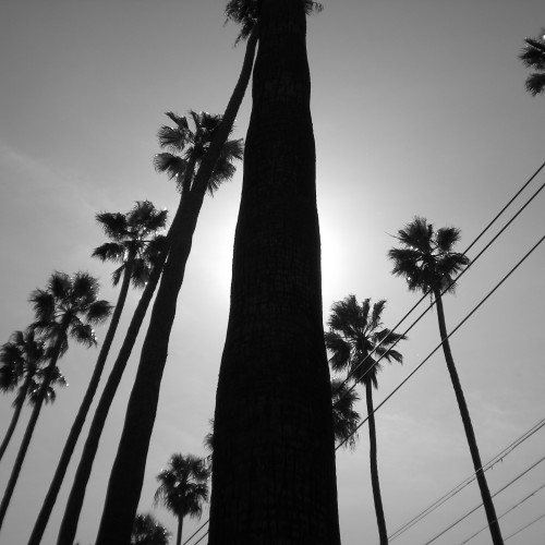 08-palms