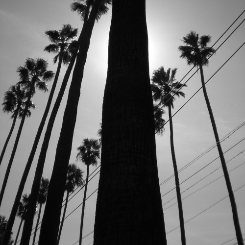 09-palms