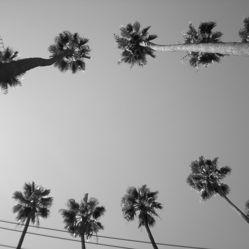 10-palms