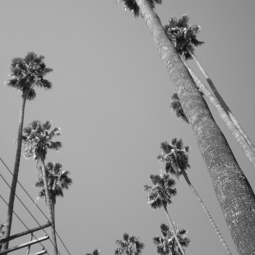 11-palms