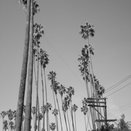 13-palms