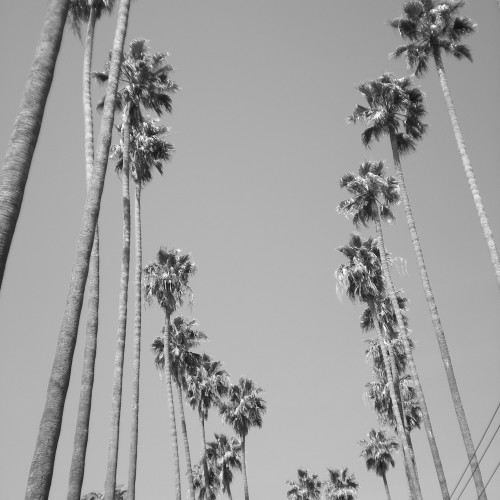 14-palms