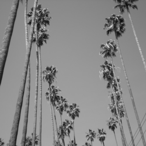 15-palms