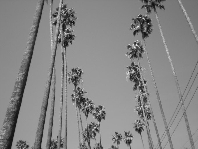 PALM TREE SERIES PART 1