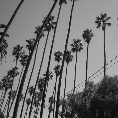 17-palms