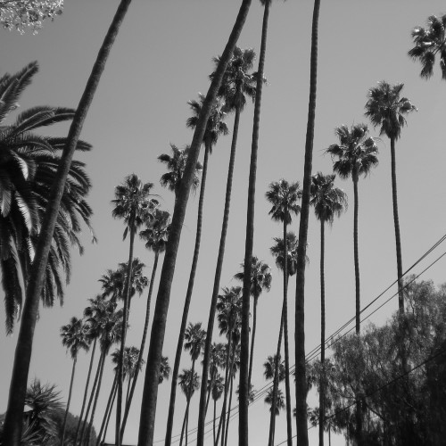 21-palms