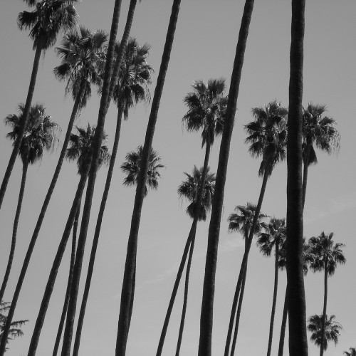 22-palms