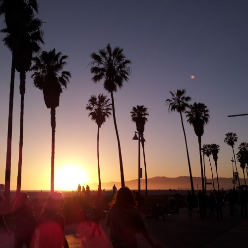 41-palms