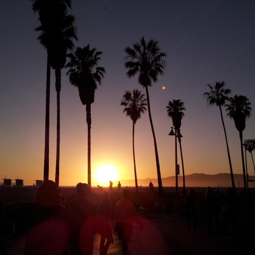 42-palms