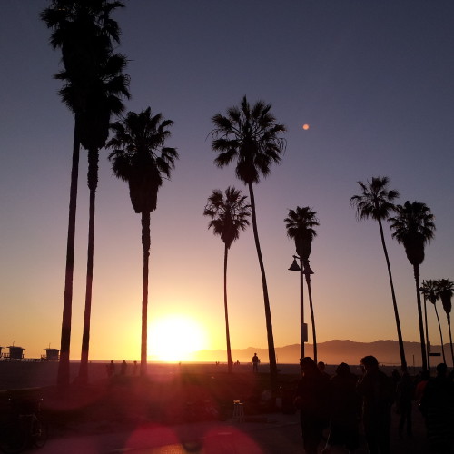 43-palms