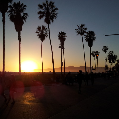 44-palms