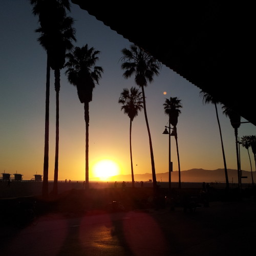 45-palms