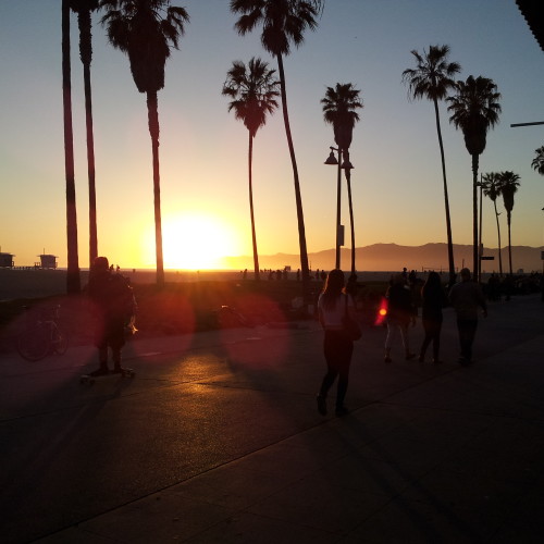 46-palms