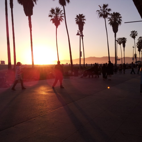 47-palms