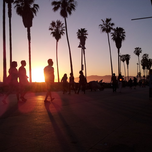 48-palms