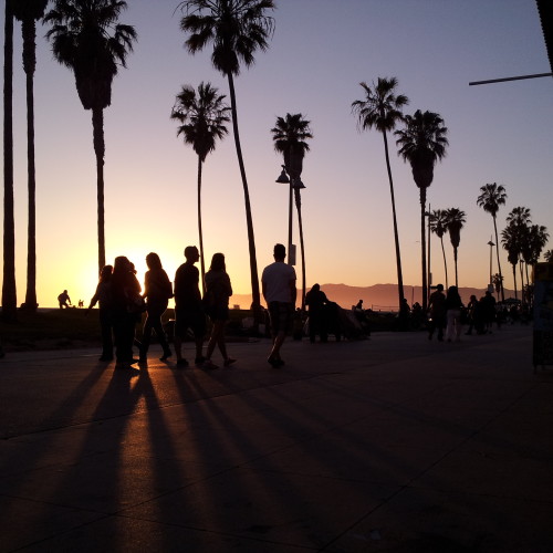 49-palms