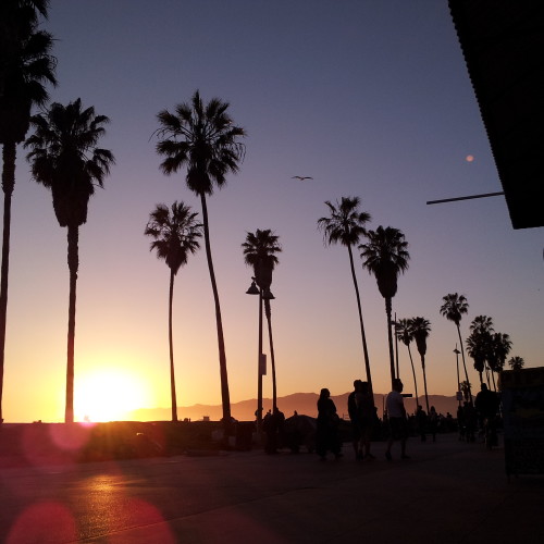 51-palms