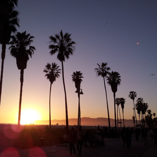 52-palms
