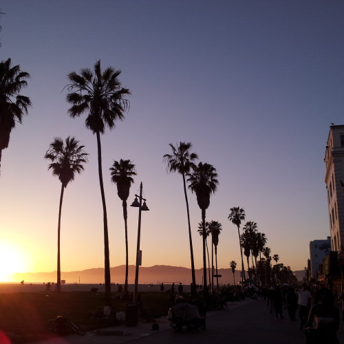 53-palms