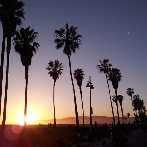 54-palms