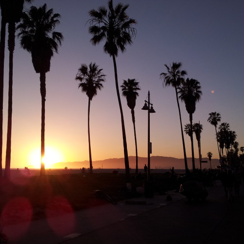 55-palms