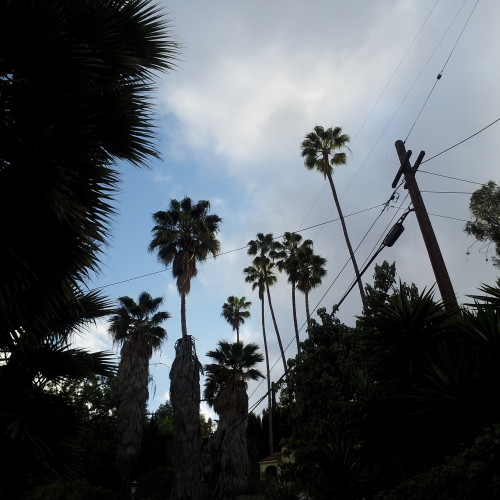 56-palms