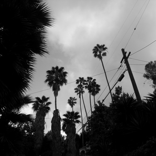 57-palms