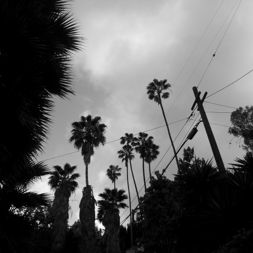 58-palms