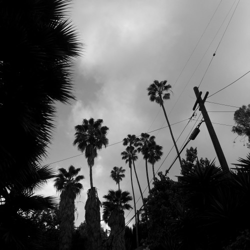 59-palms