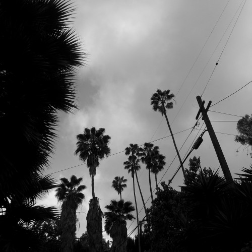 60-palms